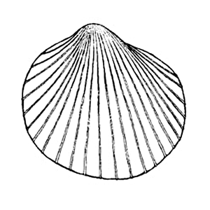 300x300 Shell Structures Marine Bivalve Shells Of The British Isles