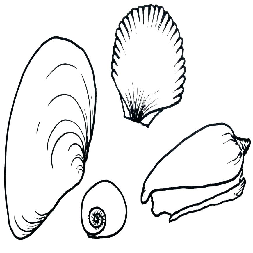 870x870 Coloring Pages Of Seashells