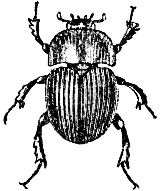 Scarab Beetle Drawing
