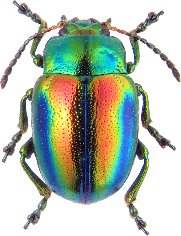 601x784 Drawing Bugs Japanese Beetle Transparent Png Clipart Free
