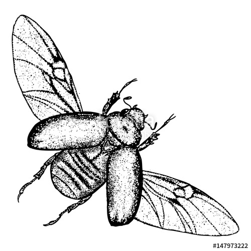 500x500 Flying Insect, Bug With Wings, Scarab Beetle Vintage Old Hand