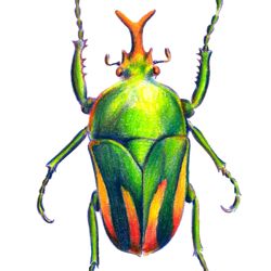 250x250 How To Draw A Beetle