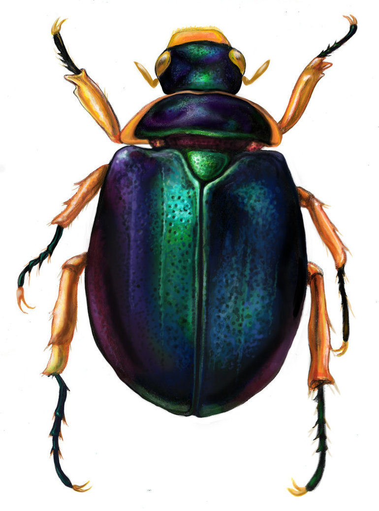 770x1037 Scarab Beetle Drawing