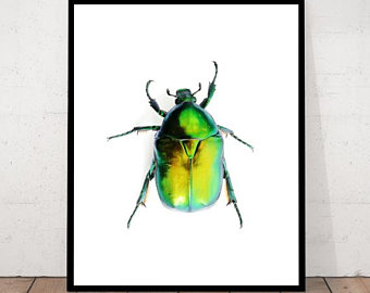 340x270 Scarab Beetle Print Etsy