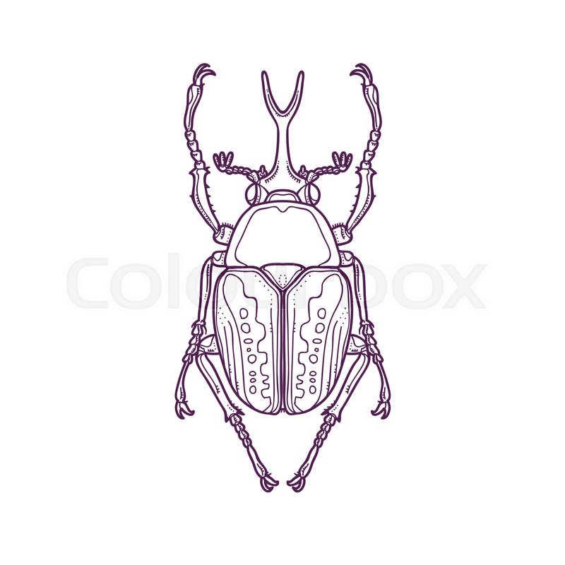 800x800 Vector Illustration Of Outline Scarab Stock Vector Colourbox