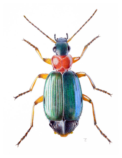 497x640 drawing techniques for publication more than a dodo