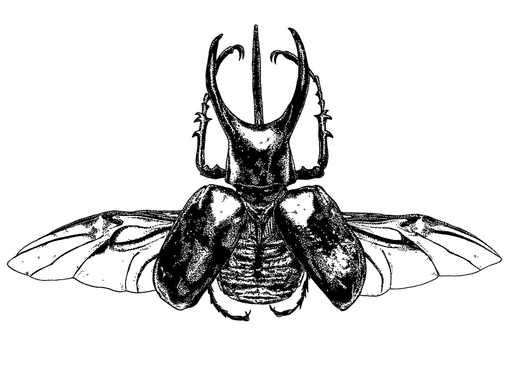 1024x745 The World's Newest Photos Of Drawing And Scarab