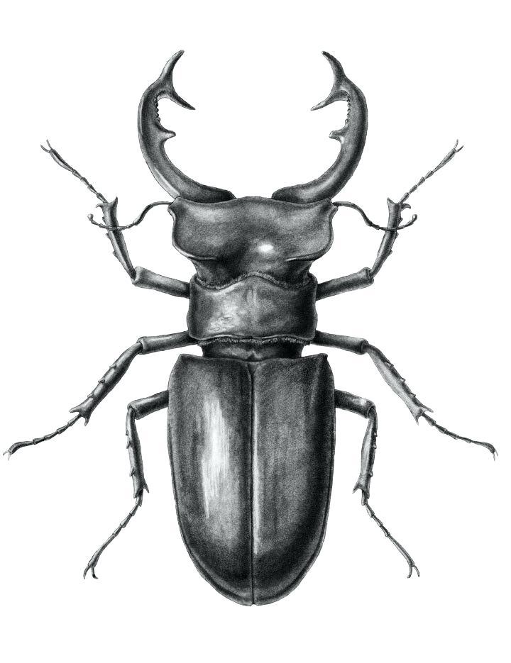 720x935 Beetle Drawing
