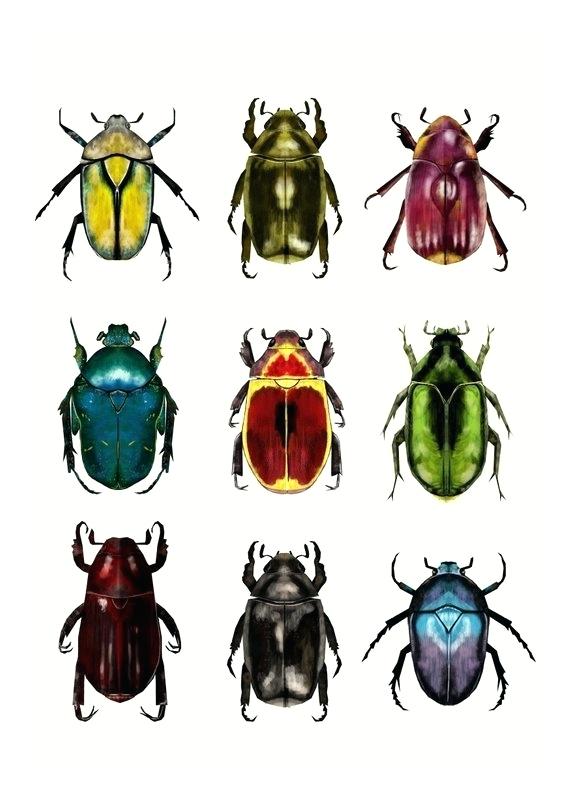 570x809 beetle drawing save to collection beetle drawing game