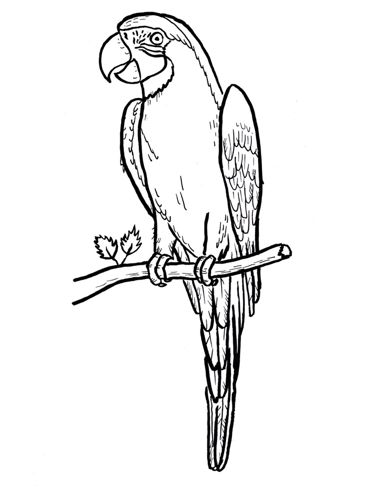 Scarlet Macaw Drawing | Free download on ClipArtMag