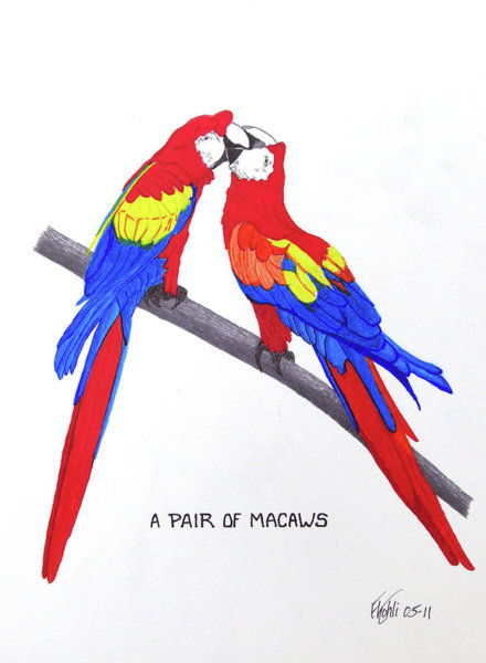 440x600 Macaw Drawings Fine Art America