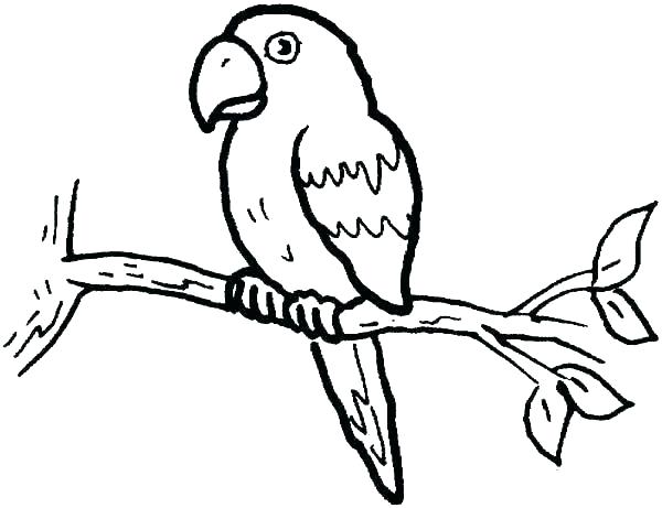 600x461 parrot drawing for colouring cockatoo drawing parrot drawing