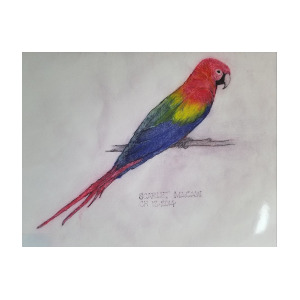 300x300 Scarlet Macaw Drawing