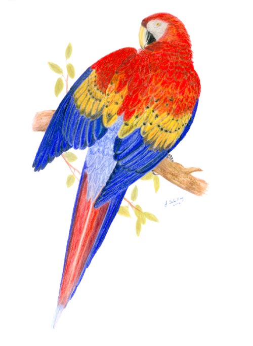 500x684 Scarlet Macaw