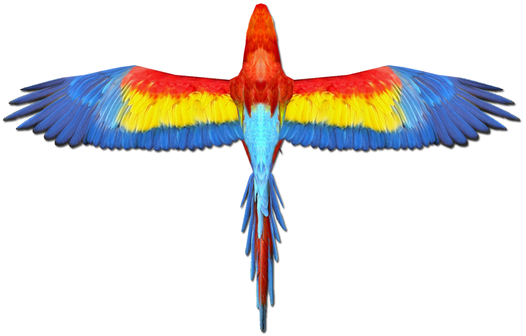 1024x655 Collection Of Free Macaw Drawing Scarlet Download On Ui Ex