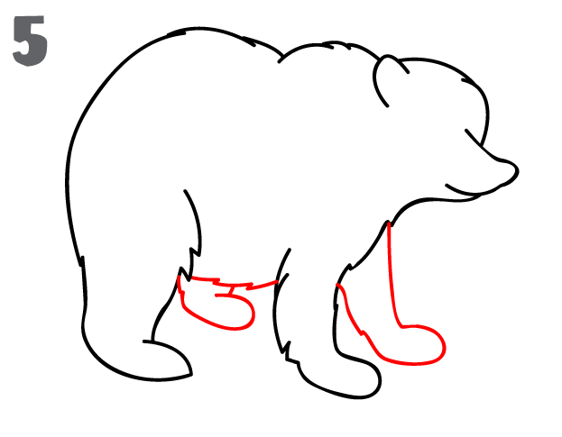 623x485 How To Draw A Bear