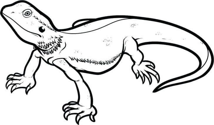 728x427 Scary Dragon Pictures To Print And Color Coloring Pages