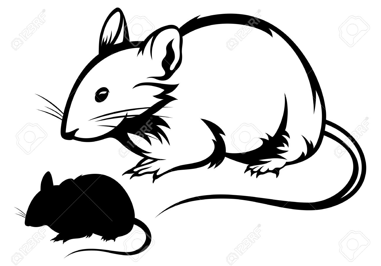 1300x909 Collection Of 'rat Outline Drawing' Download More Than Images