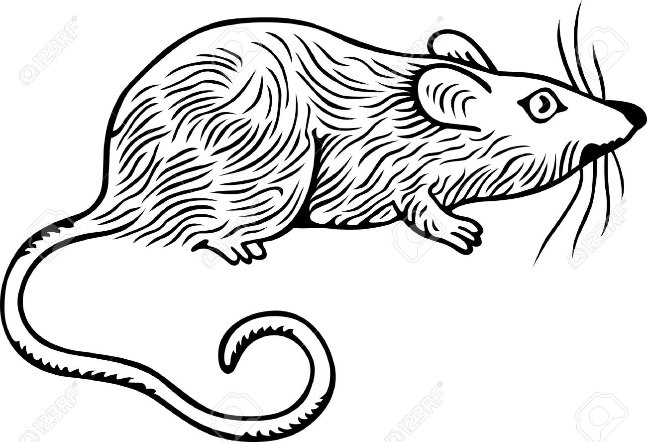 1300x887 Collection Of Free Rat Clipart Huge Amusement Clipart Circus