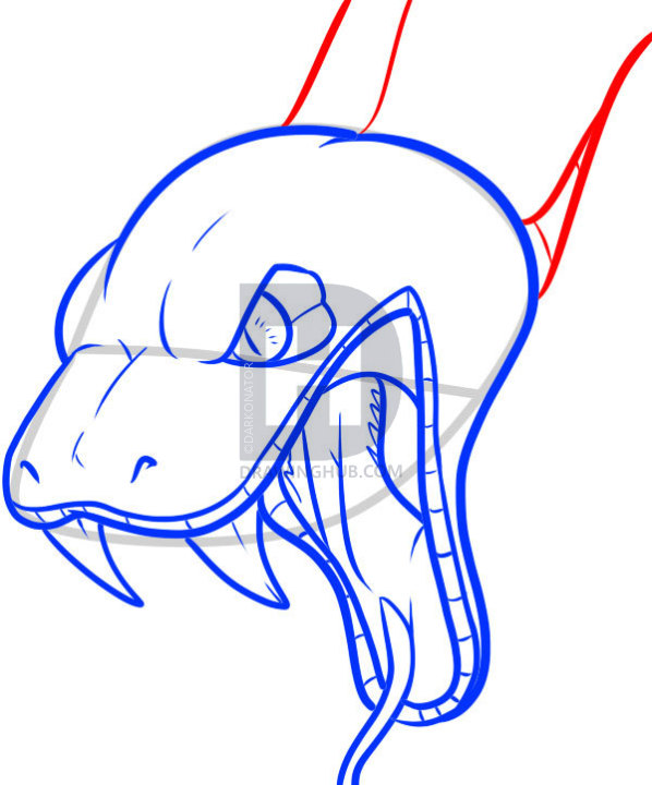 598x720 How To Draw A Snake Head, Draw Snake Heads, Step