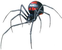 Scary Spider Drawing