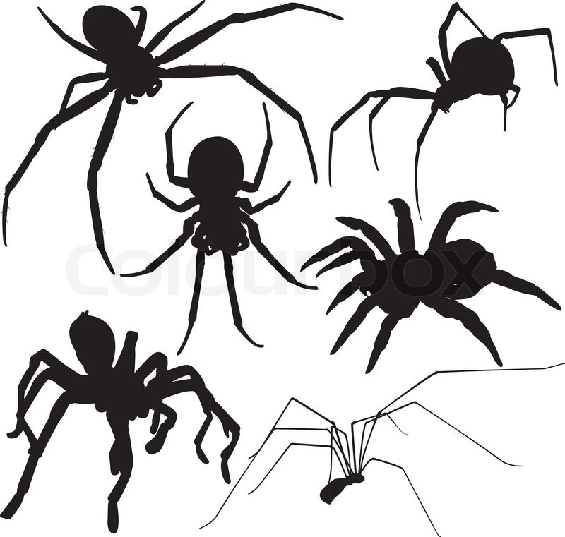 800x761 Creepy Spider Vector Silhouette On Stock Vector Colourbox