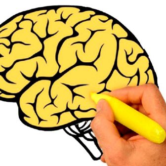 336x336 Brain Drawing Easy Method Scenery Pencil With Labels Image Outline