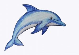 300x210 Drawing Of Dolphins How To Draw Scenery Of Dolphin Stepstep
