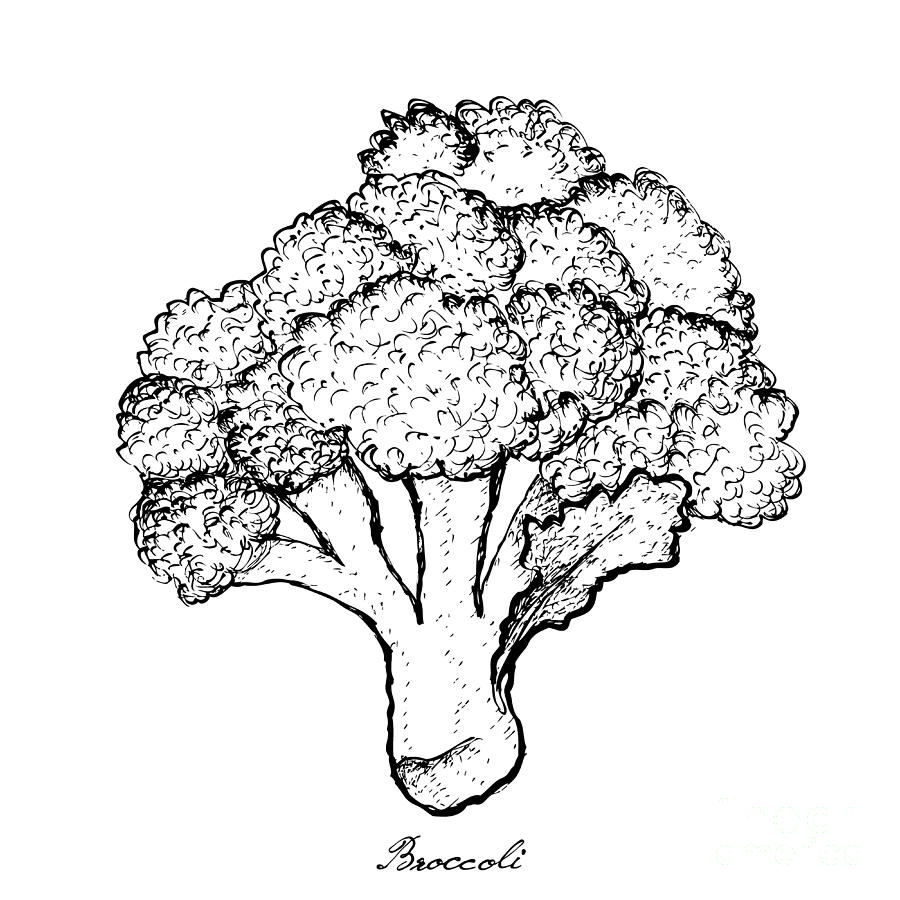 900x900 Broccoli Drawing Easy Ideas Step