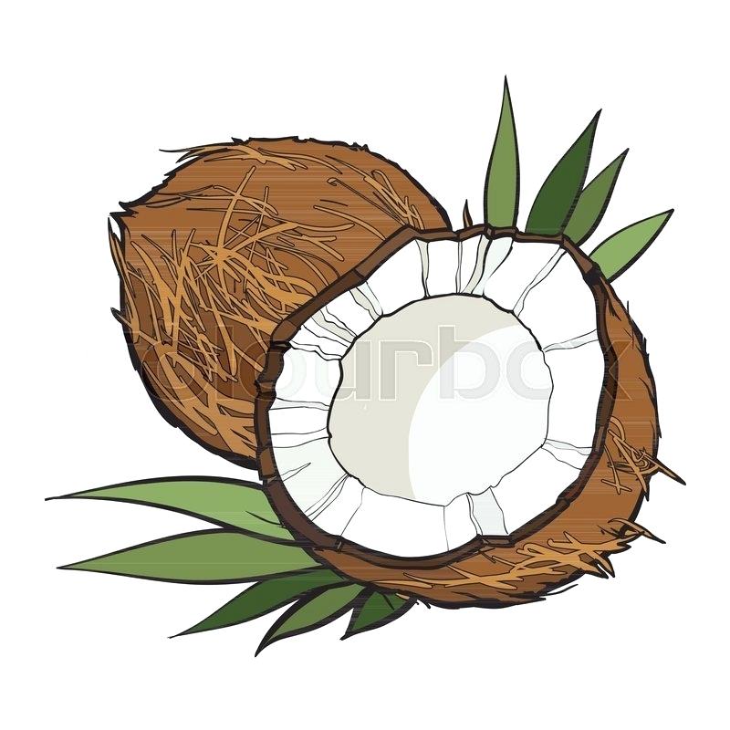 800x800 How To Draw A Coconut