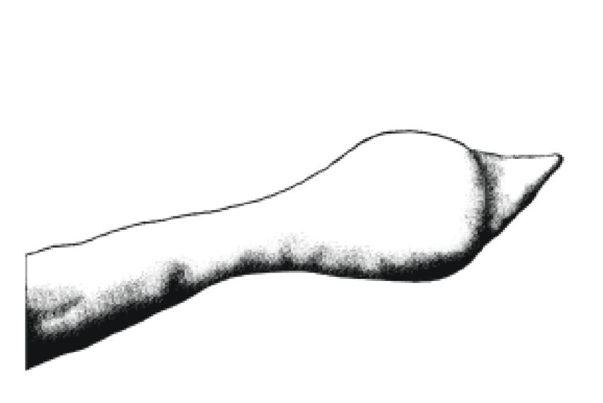 850x568 Wooden Scepter From El With Shark Tooth Embedded In One End