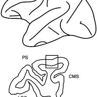 317x317 Schematic Drawings Of The Macaque Brain Showing The Dissection