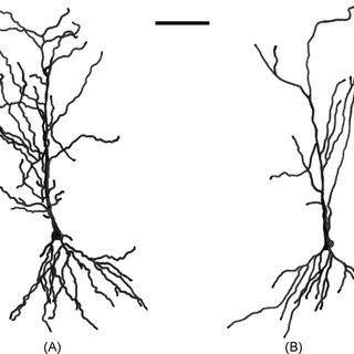 320x320 camera lucida drawings of representative neurons