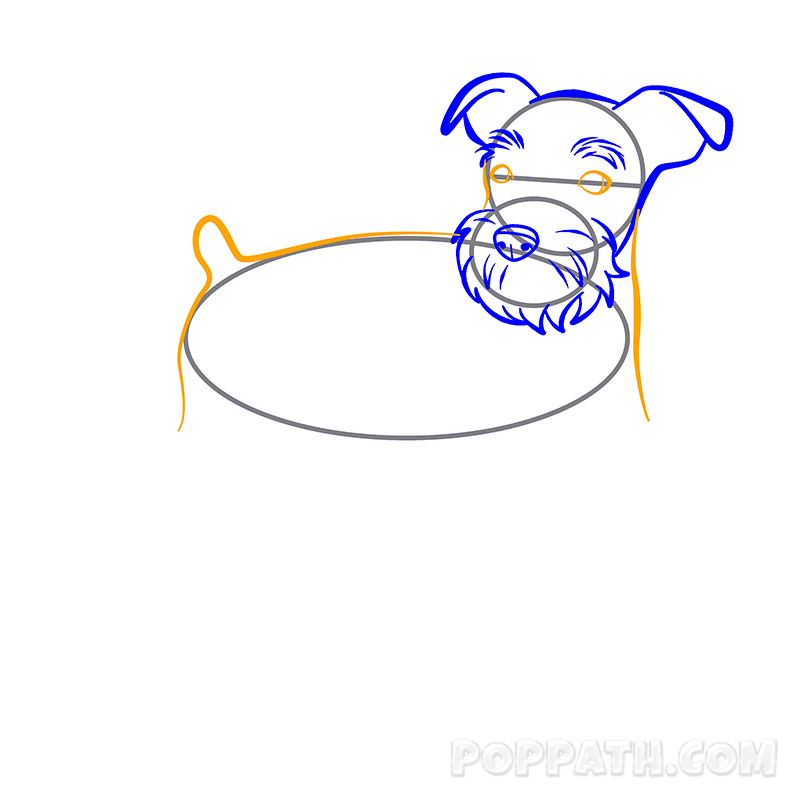 800x800 How To Draw A Schnauzer Pop Path
