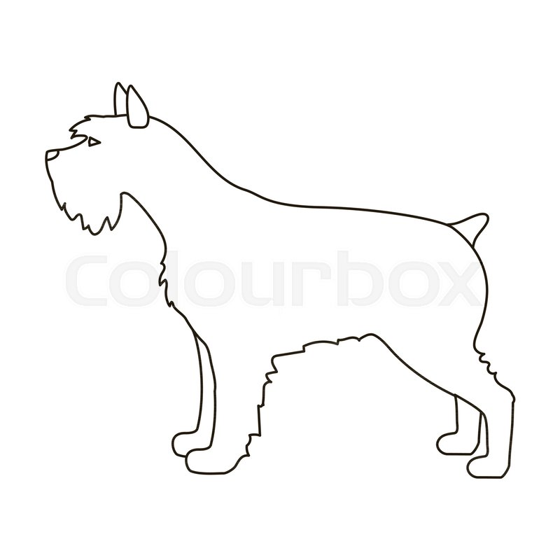 800x800 Schnauzer Icon In Outline Style Stock Vector Colourbox