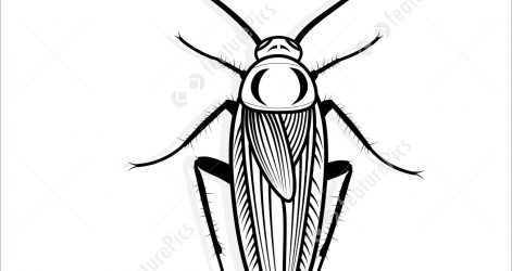 471x250 Cockroach Body Drawing Scientific Head Black Outline Cartoon