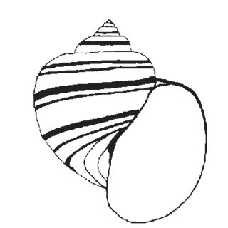 320x320 Mussel Drawing Scientific Frames Illustrations Hd Images