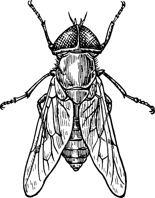501x640 Roach Drawing Scientific Transparent Png Clipart Free Download