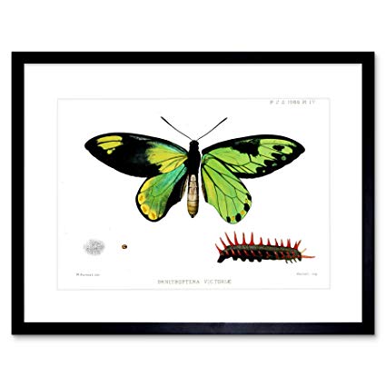 425x425 The Art Stop Scientific Drawing Butterfly Caterpillar