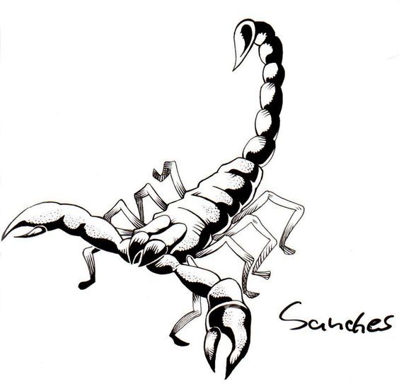 564x553 Easy Scorpion Drawings For Tattoos Ideas And Designs