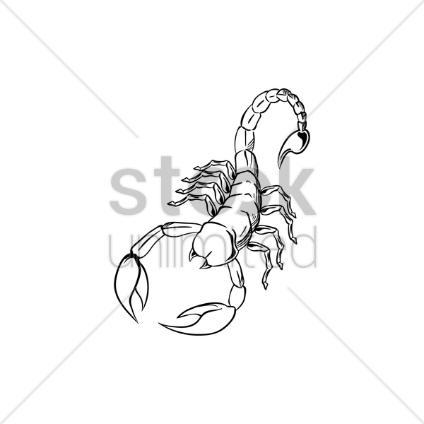 600x600 Scorpio Vector Image