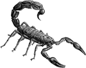 288x229 The Feisty Drawing Of Scorpions