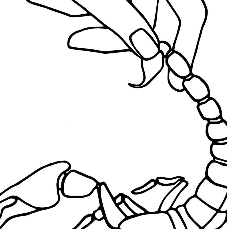 794x802 Scorpion Digital Print Instant Download Print Sketch Black Etsy