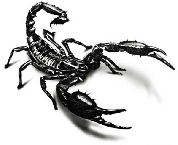 710x580 Scorpion Drawing Free Download