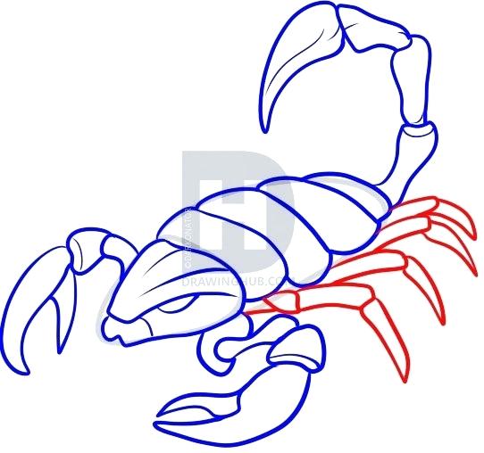 542x508 Scorpion Drawing
