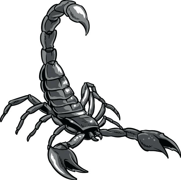 626x620 Scorpion Tail Drawing