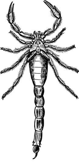 260x540 Drawing, Art, Illustration, Transparent Png Image Clipart Free