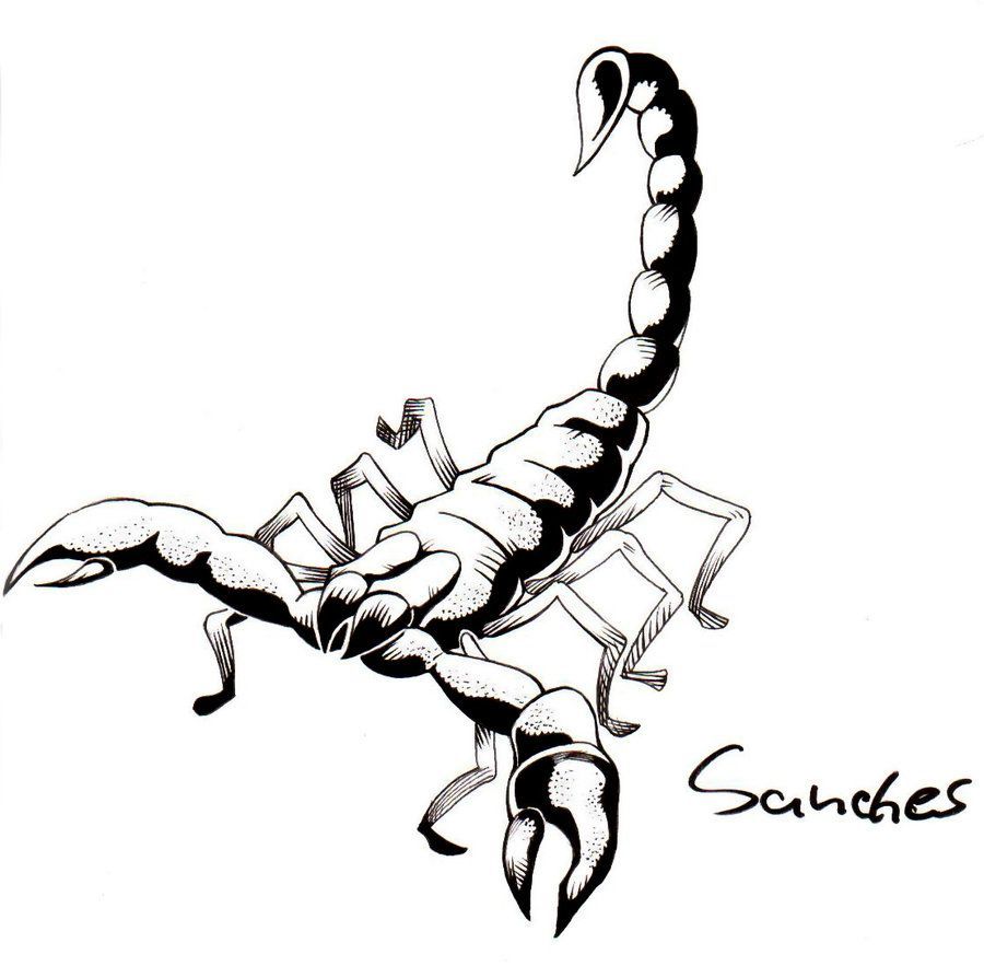 Scorpion Line Drawing