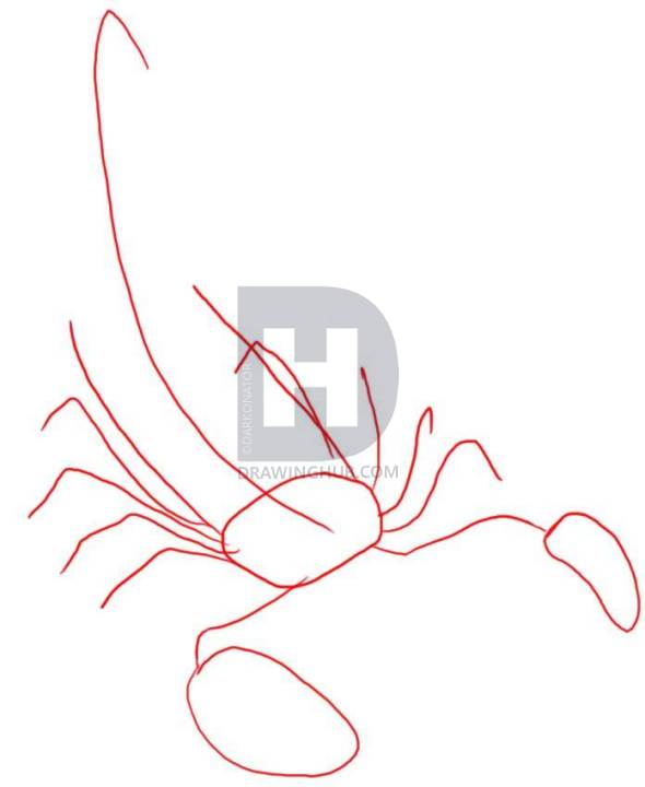 590x720 How To Draw A Scorpion, Step