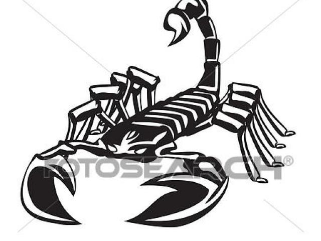 640x480 Scorpion Clipart Line Drawing